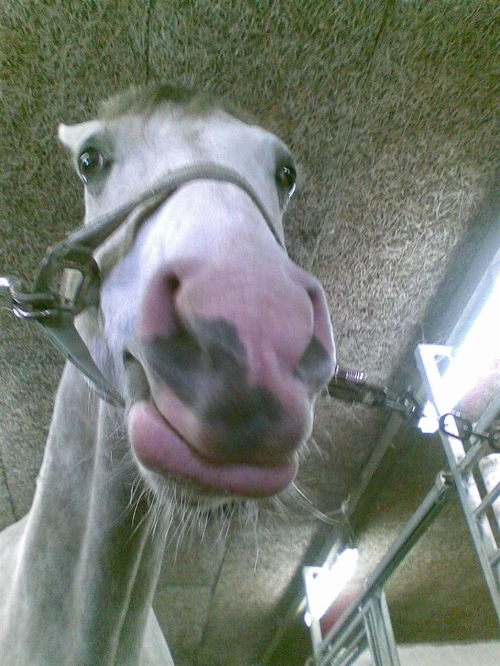 Anden særlig race Malcolm<'3 - :p billede 12