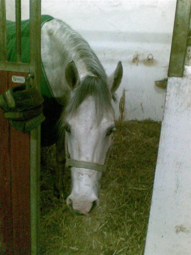 Anden særlig race Malcolm<'3 - Efter ridetimen :p billede 13