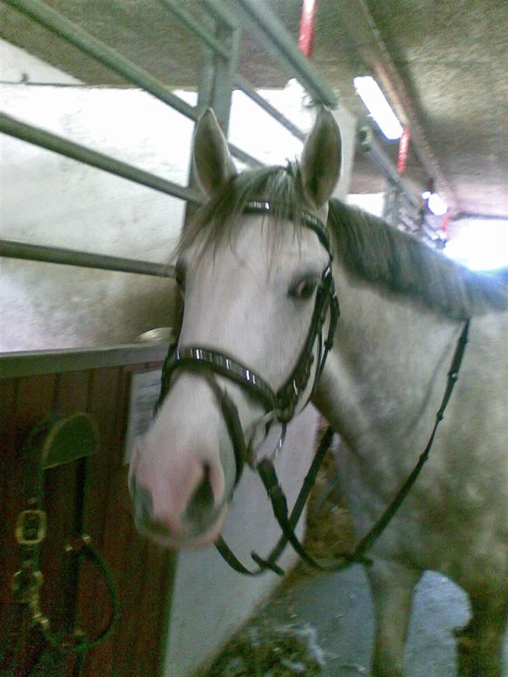 Anden særlig race Malcolm<'3 - :* <´3 billede 14