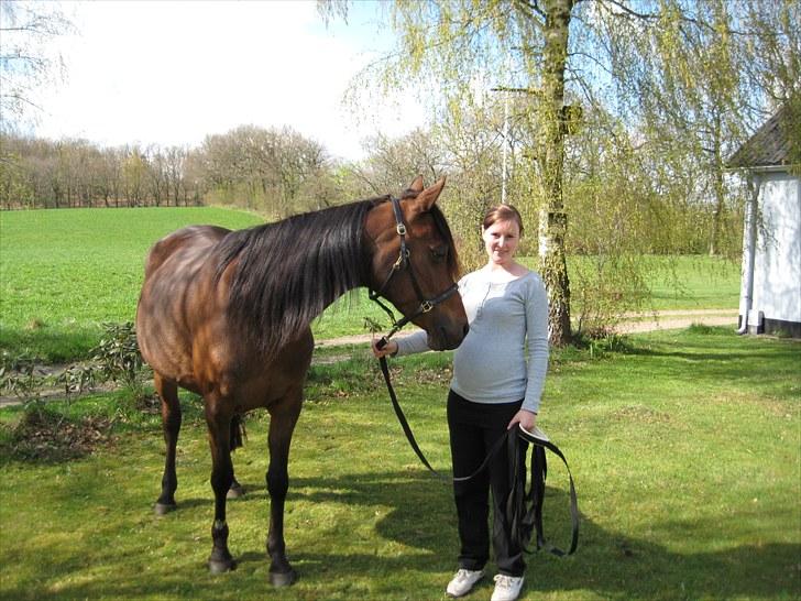 Arabisk fuldblod (OX) Copacabana - Coco og jeg som gravide :o) - Coco 1 måned til termin og jeg 2 måneder til termin billede 11