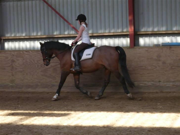 Anden særlig race Max - gammel privat part - Foto: Mette. billede 12