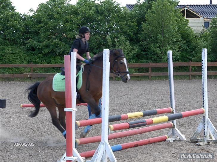 Anden særlig race Max - gammel privat part - spring. foto: Mettes far. billede 14