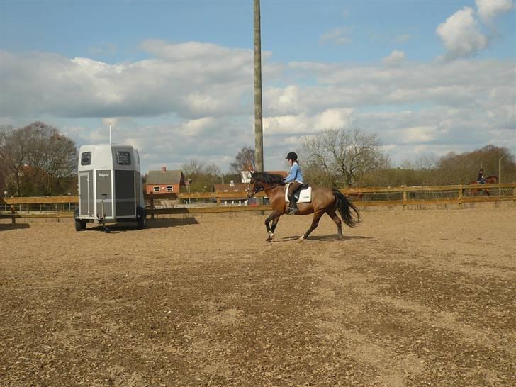 Anden særlig race Max - gammel privat part billede 15