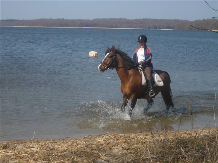 Anden særlig race Max - gammel privat part - ved vandet d. 10/4. foto: Sandra. billede 16