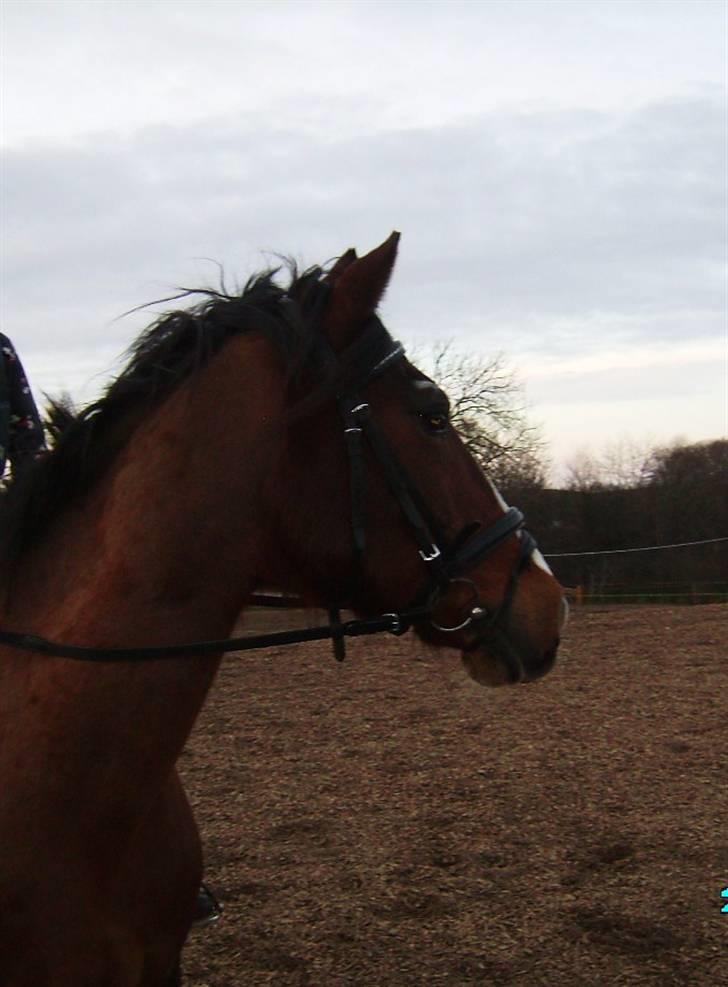 Anden særlig race Max - gammel privat part - Foto: Joan billede 17