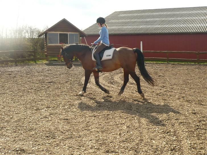 Anden særlig race Max - gammel privat part - d. 9/4. foto: joan. billede 18