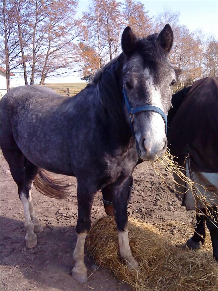 DSP Langdamsgaards Don billede 10