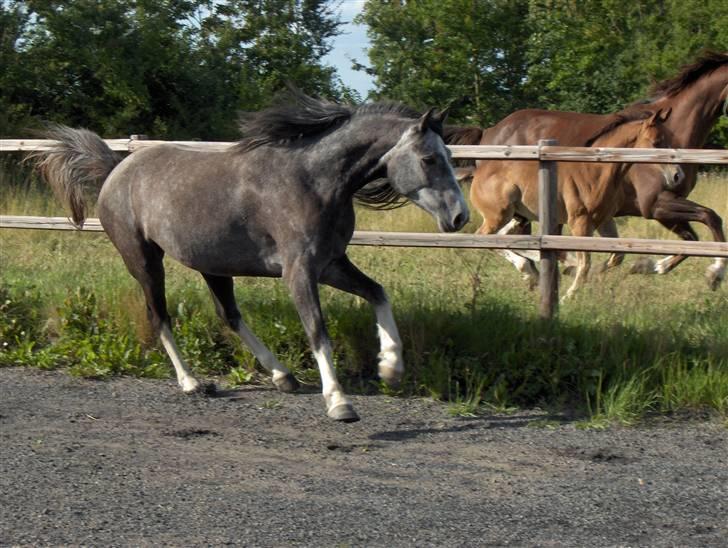 DSP Langdamsgaards Don billede 11