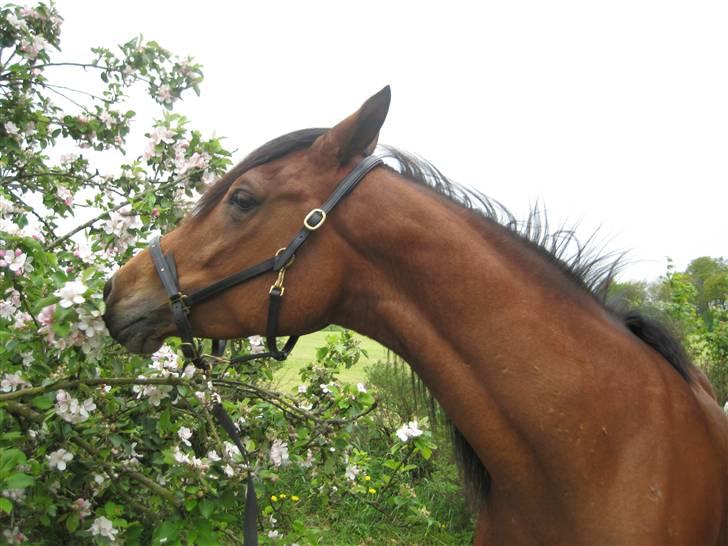 Arabisk fuldblod (OX) Copacabana billede 12