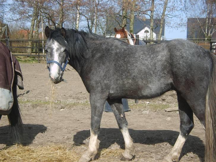 DSP Langdamsgaards Don billede 12