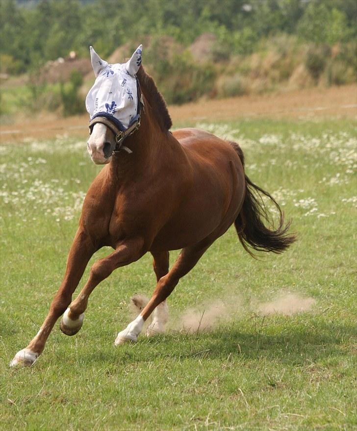 Anden særlig race AN-DRO - Alle folk kan se det straks - du så smuuuuuuuk og dejlig *; billede 4