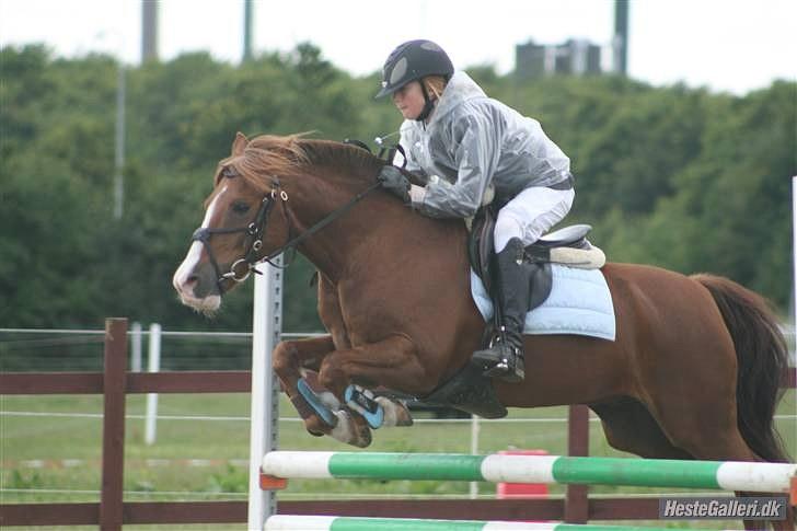 Anden særlig race AN-DRO - ponyuge. billede 5