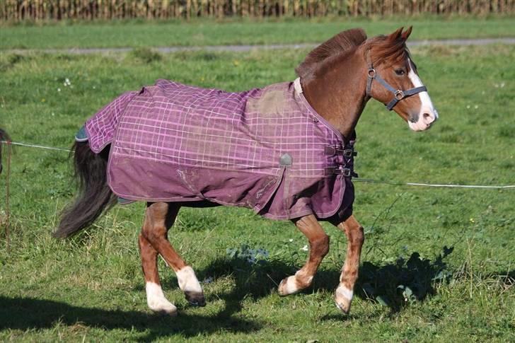 Anden særlig race AN-DRO - "Jeg er sejest" Siger Andro. billede 7