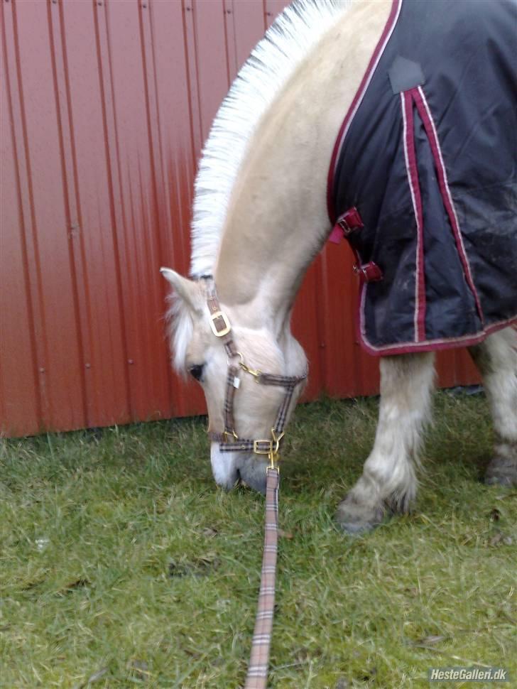 Fjordhest Birkens Aspirant "Savnet" billede 7