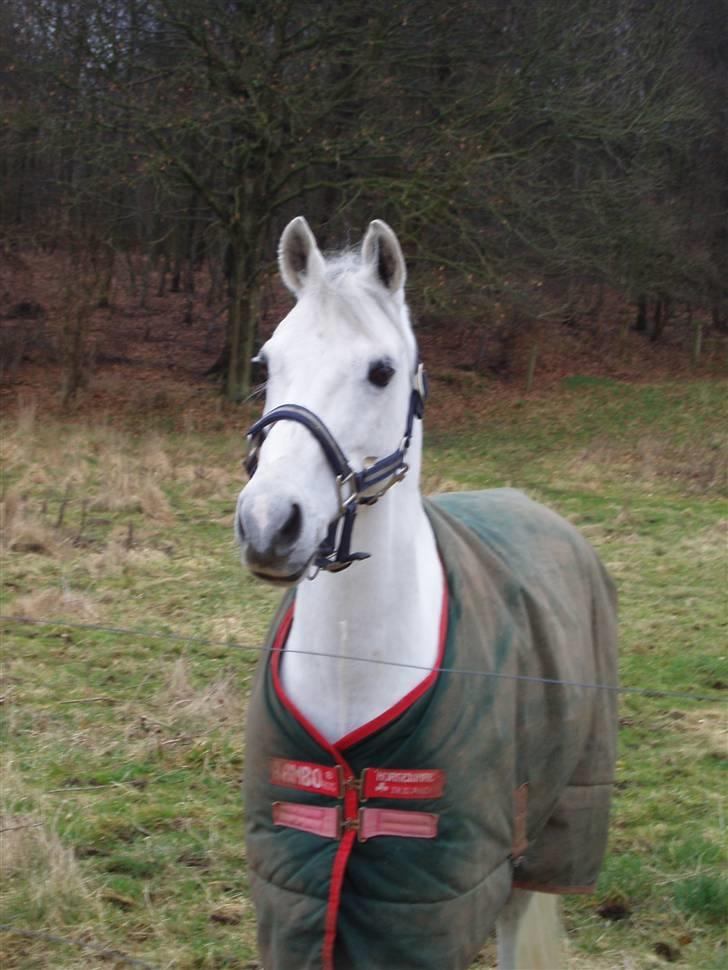 Welsh Pony (sec B) Bohemo Idol - Idol på fold billede 7