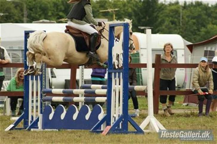 Welsh Pony (sec B) Rosengårdens Nathowra -  LA ponyuge 2009 2 plads foto:copyright Charlotte Petersen billede 1