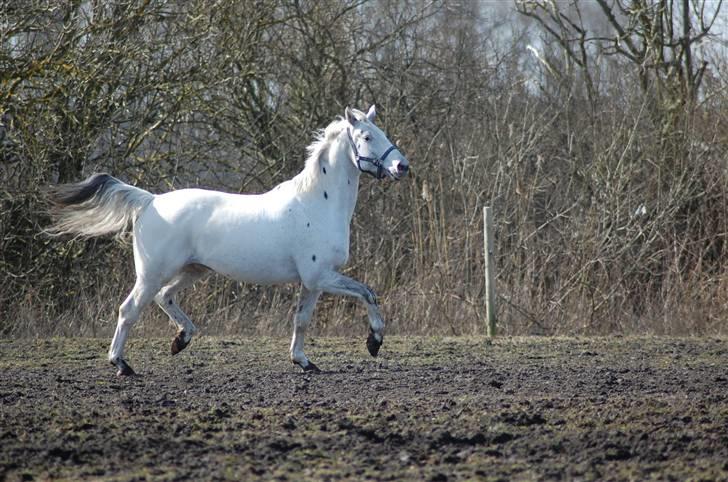 Knabstrupper Ziggie Stardust <3 billede 4