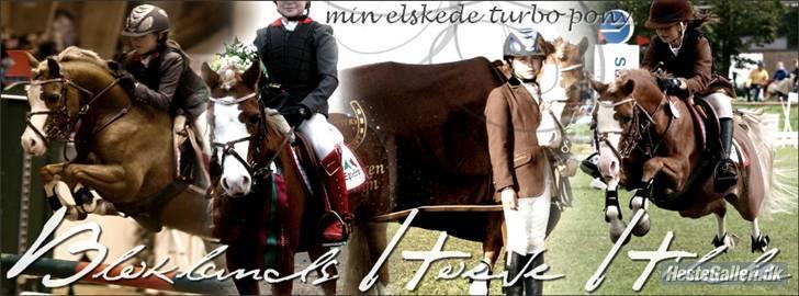 Welsh Pony af Cob-type (sec C) Bloklands  Hilde (solgt)  - HILDE- BILED LAVET AF SARA tusind tak ;D billede 16