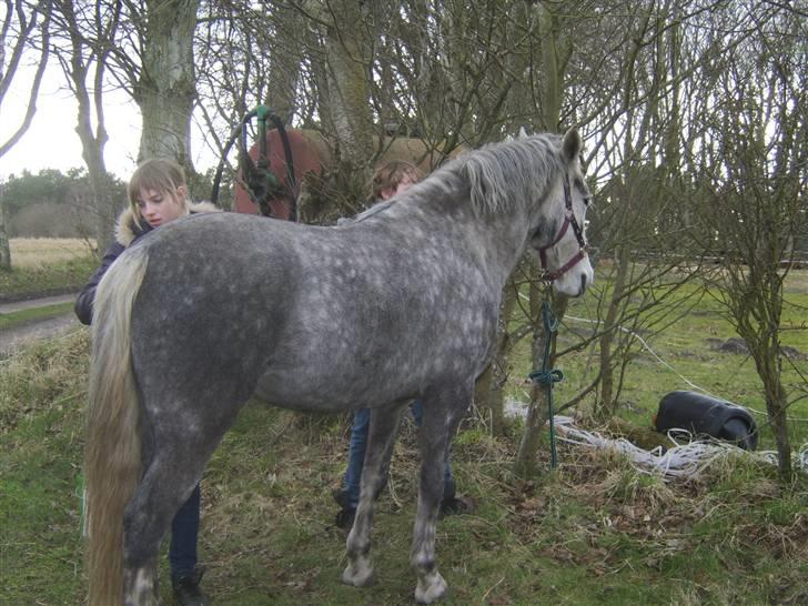 Anden særlig race Sussi billede 11