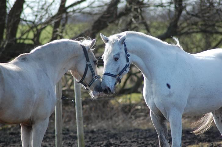 Welsh Pony (sec B) Rosengårdens Nathowra - Goldfinger og Ziggie leger hingste på fold :) <3 Foto: Line Hald billede 5