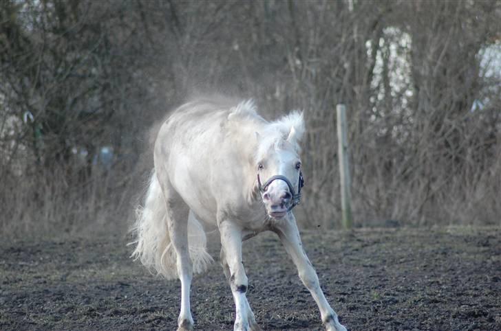 Welsh Pony (sec B) Rosengårdens Nathowra - Goldfinger der ryster sig <3 ;) Foto: Line Hald billede 6