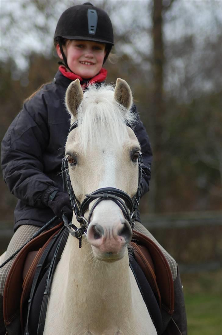 Welsh Pony (sec B) Rosengårdens Nathowra - Søde Goldfinger <3 ;) Foto: Line Hald billede 7