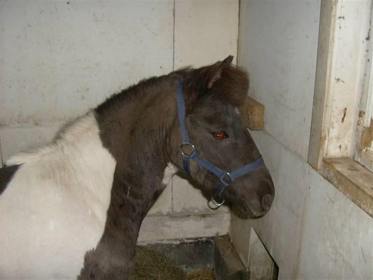 Shetlænder tornado *solgt* billede 1