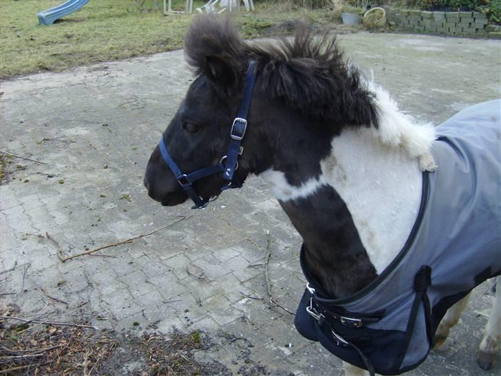 Shetlænder tornado *solgt* billede 2