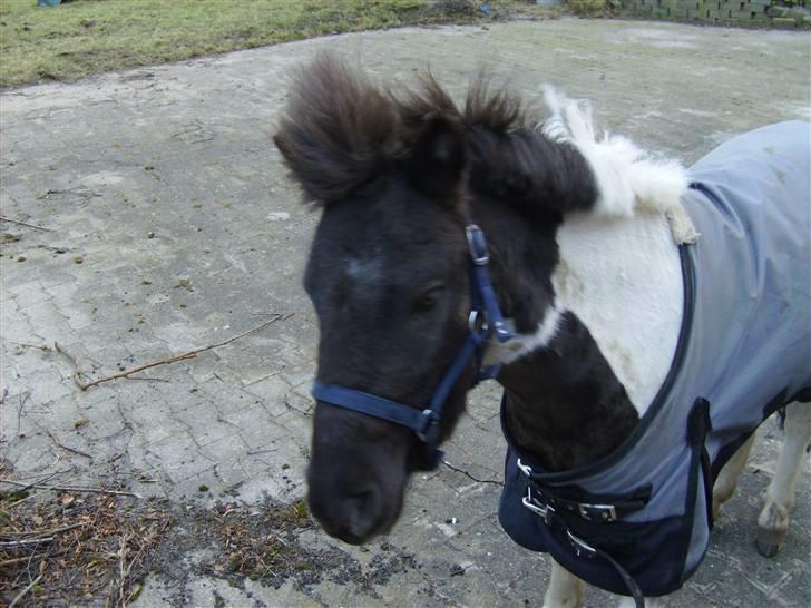 Shetlænder tornado *solgt* billede 3