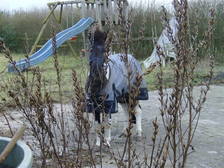 Shetlænder tornado *solgt* billede 4