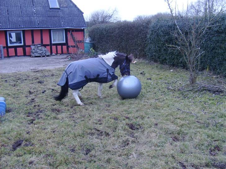 Shetlænder tornado *solgt* billede 5