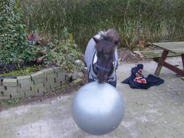 Shetlænder tornado *solgt* billede 6