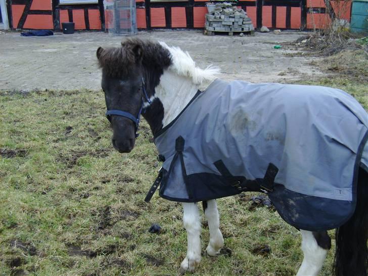 Shetlænder tornado *solgt* billede 7