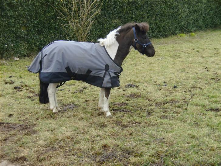 Shetlænder tornado *solgt* billede 8