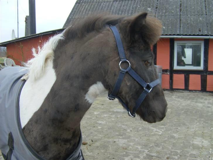 Shetlænder tornado *solgt* billede 9