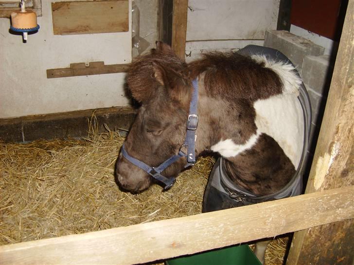 Shetlænder tornado *solgt* billede 10