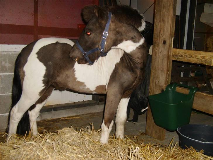Shetlænder tornado *solgt* billede 11