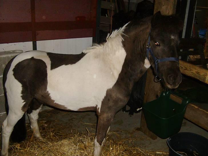 Shetlænder tornado *solgt* billede 12