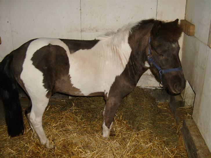 Shetlænder tornado *solgt* billede 13