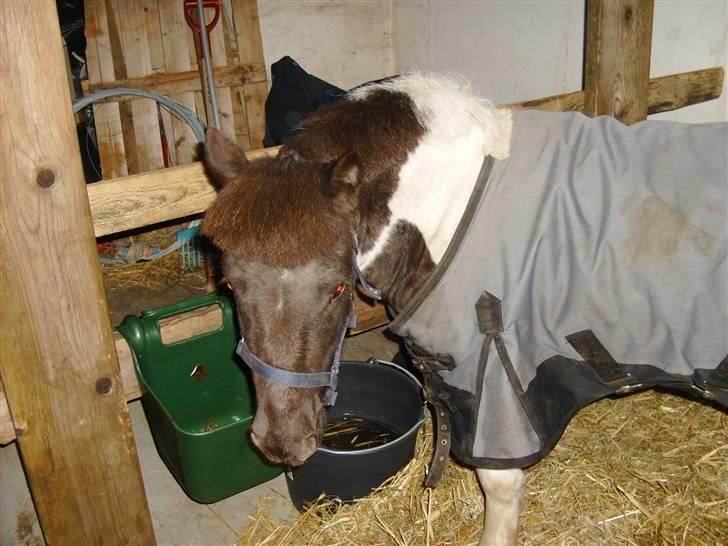 Shetlænder tornado *solgt* billede 14