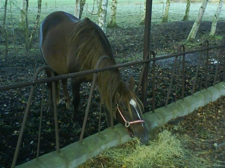 Arabisk fuldblod (OX) Chamika ox 3640 r.i.p - dejligt med noget hø billede 11