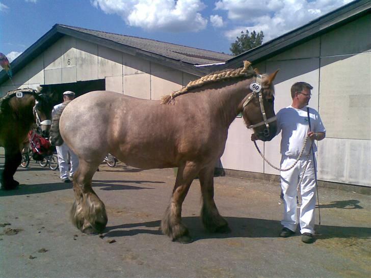 Belgier Rie af Svendsminde - Herning 2008 billede 5