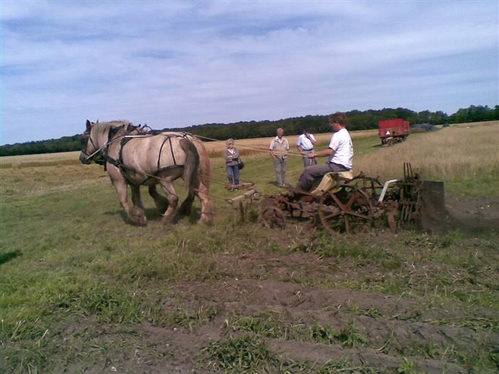 Belgier Rie af Svendsminde - Kartoffel optagning GL.æstrup billede 7