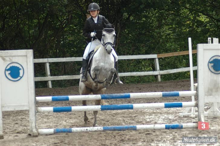 Hollandsk Sportspony Pepper (Filur) - 7) Stævne - foto: Frida Nørkjær billede 7