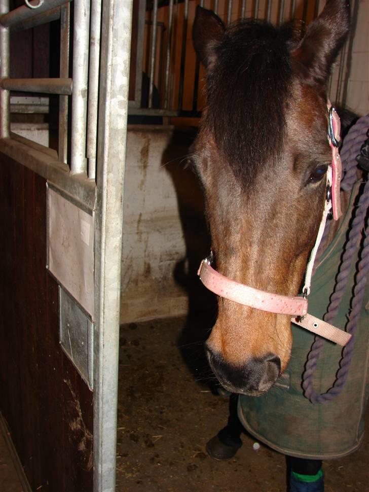 Tysk Sportspony Miss sunshine B pony i dressur - Sunshine i stalden, inden vi fik hende hjem. Februar 2009 billede 9
