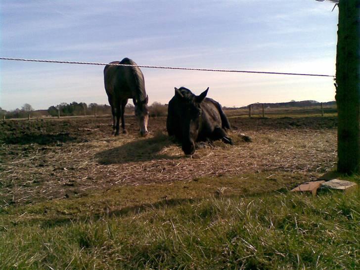 Oldenborg MAX  SOLGT - doven ja! ligge og gumle hø det dur billede 10