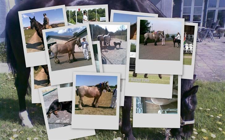 Oldenborg MAX  SOLGT - Colage af mig og mine venner billede 11