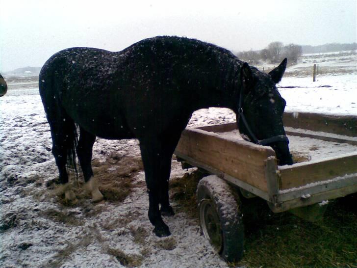 Oldenborg MAX  SOLGT billede 12