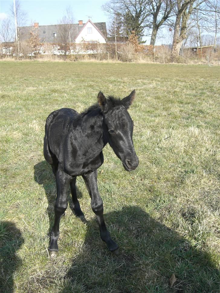 Anden særlig race Zilke  (DV+Frieser) - SOLGT billede 2