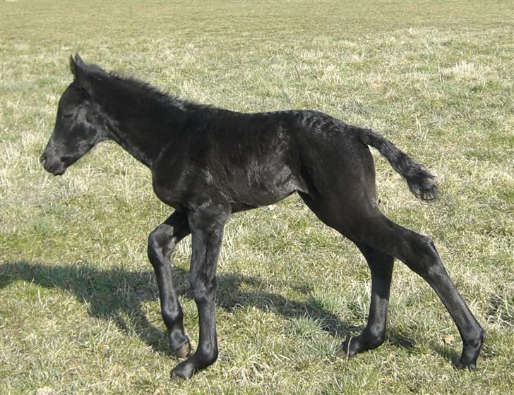 Anden særlig race Zilke  (DV+Frieser) - SOLGT billede 3
